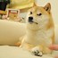 Image result for Doge Meme Template HD with Phone