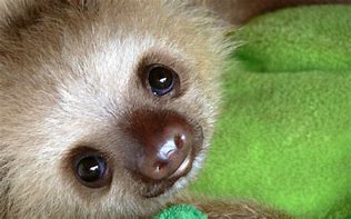 Image result for Baby Sloth Yawning