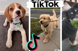 Image result for Tik Tok Funny Dogs