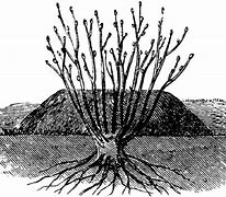 Image result for Semi-Dwarf Apple Tree Harvest
