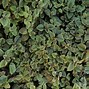 Image result for Annual Ground Cover