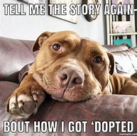 Image result for Funny Pitbull Dog Memes