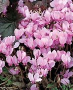 Image result for Cyclamen hederifolium roze