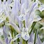 Iris reticulata Painted Lady ಗಾಗಿ ಇಮೇಜ್ ಫಲಿತಾಂಶ