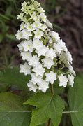 Image result for Hydrangea quercifolia GATSBY STAR