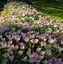 Image result for Ground Cover Flats
