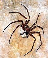 Image result for Biggest Wolf Spider in the World