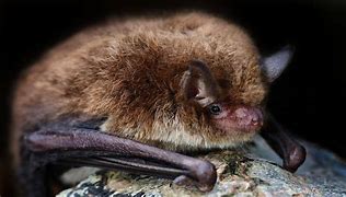 Image result for Daubenton Bat