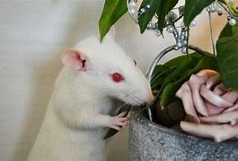 Image result for Albino Rat Scary