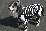 Image result for Halloween Costumes for Kids and Dogs