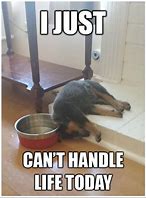 Image result for Beat Dog Tired Meme