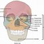 Image result for Skull Identification