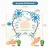 Image result for Different Kinds of Neurons