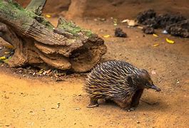 Image result for Echidna Adaptations