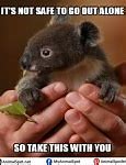 Image result for Dirty Koala Meme