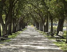 Image result for Urban Forestry