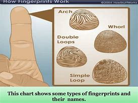 Image result for Fingerprint Parts