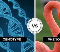 Image result for Genotype and Phenotype