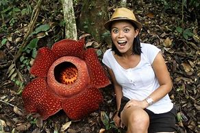 Image result for Where Is the Biggest Flower in the World Located