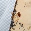 Image result for What Does a Bed Bug Look Like Size