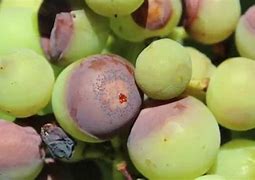 Image result for Common Grape Diseases