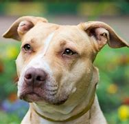 Image result for Cachorros Pit Bull