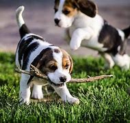 Image result for 13-Inch Beagle