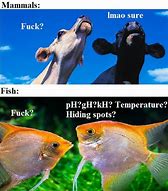 Image result for Fish Meme PFP