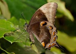 Image result for Orange Brown Butterfly