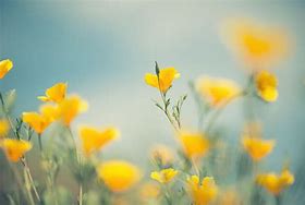 Image result for Soft Yellow Flowers