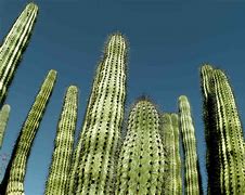 Image result for Gigantic Cactus