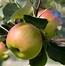 Image result for Types of Apples
