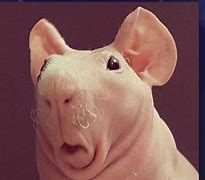 Image result for Funny Looking Rat