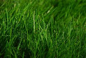 Image result for Cricket Grass