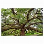 Image result for Oak Tree Wall Art