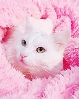 Image result for Purple and Pink Wallpaper with Cat