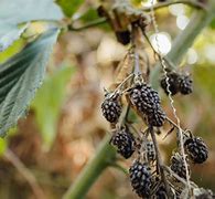 Image result for BlackBerry Leaves