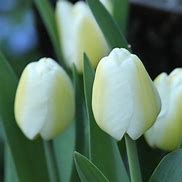 Image result for Tulipa Angels Wish