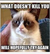 Image result for What Doesn't Kill You Grumpy Cat Memes