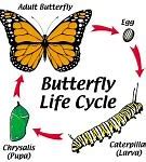 Image result for Insect Life Cycle