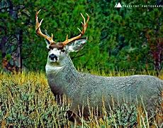 Image result for Whitetail Mule Deer