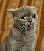 Image result for Funny Cat Face and Cute