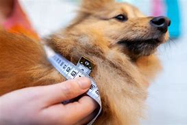 Image result for Dog Bump Measuring