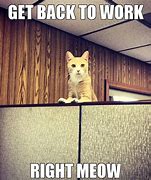 Image result for Which Cat Office Memes