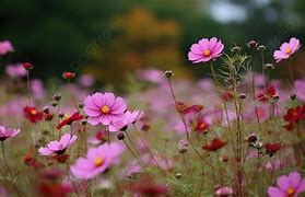 Image result for Kosmos Flowers Wallpaper