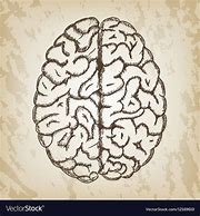 Image result for Brain Hand Drawing
