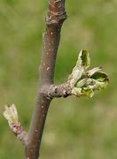 Image result for Apple Tree Buds