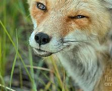 Image result for Fox Winking