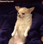 Image result for Monday Chihuahua Meme