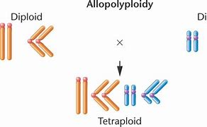 Image result for Alloploidy